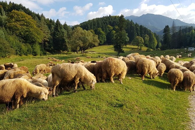 1-Day Bucovina Painted Monasteries tour from Suceava - English - The road between the monasteries