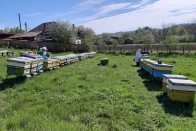 10 hours Private Apiary Tour in Romania – From Bucharest