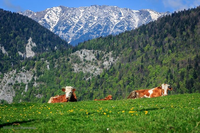 3-Day Tour from Bucharest: Transylvania Villages and Medieval Towns - Practical details before you book