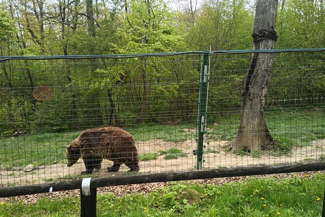 Bear Sanctuary and Bran Castle from Brasov - Two very different stops from Brasov