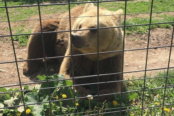 Bear Sanctuary and Bran Castle from Brasov - Timing, weather, and practical limits