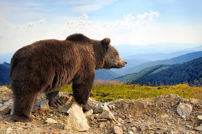 Bear Sanctuary and Bran Castle with a Professional Licensed Guide—Day Trip - Two very different stops in one Romanian day