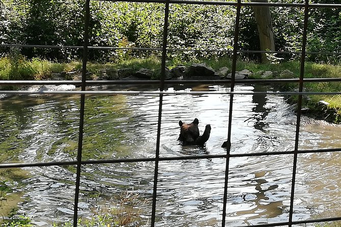 Bear Sanctuary and Dracula's Castle, 1-day Private Tour - Your guide can make or break a long road day