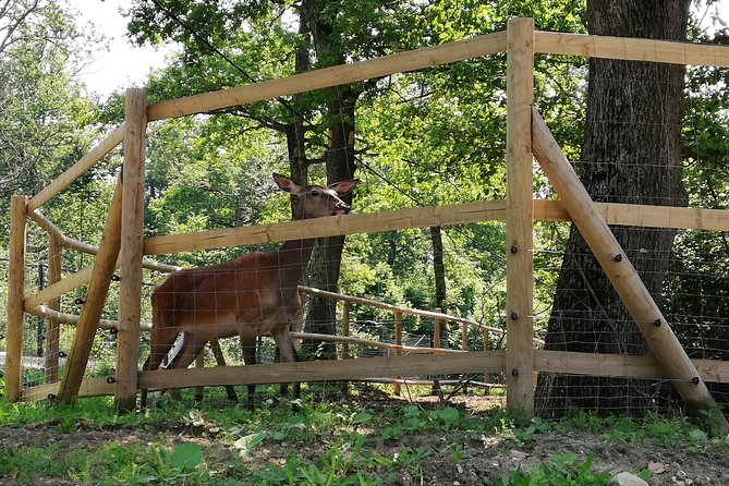 Bear Sanctuary and Dracula's Castle, 1-day Private Tour - Transport, comfort, and physical demands