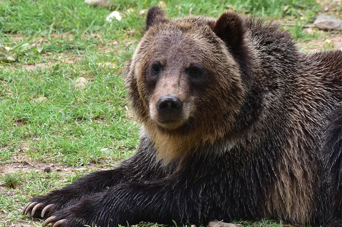 Bear Sanctuary and Dracula's Castle, 1-day Private Tour - Bran Castle: medieval fortress, royal home, Dracula magnet