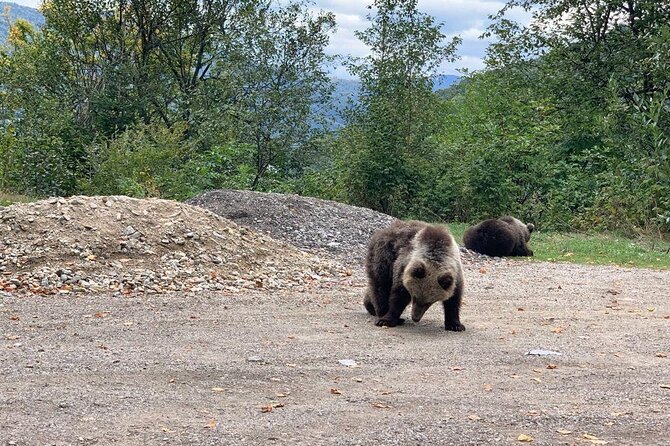 Bear Sanctuary & Rasnov Fortress - Private day tour from Bucharest - At Libearty Bear Sanctuary in Zarnesti