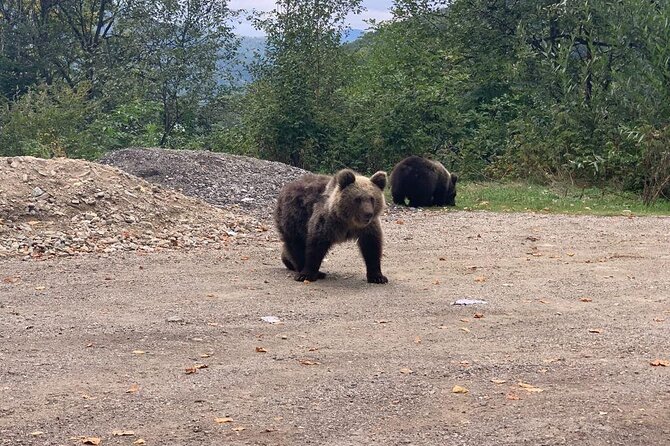 Bear Sanctuary & Rasnov Fortress - Private day tour from Bucharest - The long drive and what you get from it