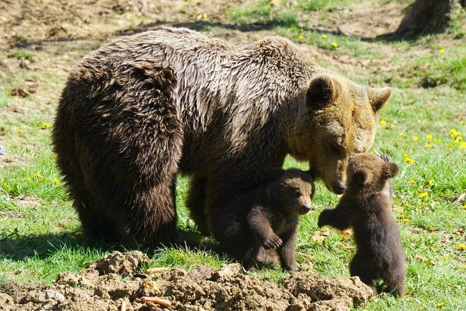Bear Sanctuary & Rasnov Fortress - Private day tour from Bucharest - What the private format adds