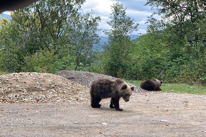 Bear Sanctuary & Rasnov Fortress - Private day tour from Bucharest - Practical details before you reserve