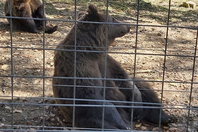 Bear Sanctuary Zarnesti,Bran Castle,Rasnov Fortres w/Hotel pickup - Libearty Bear Sanctuary: The Most Distinctive Stop