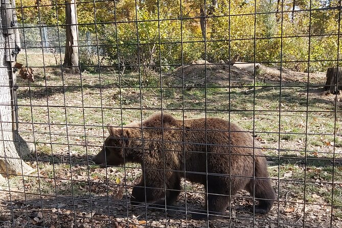 Bear Sanctuary Zarnesti,Bran Castle,Rasnov Fortres w/Hotel pickup - The Guide Can Shape the Whole Experience