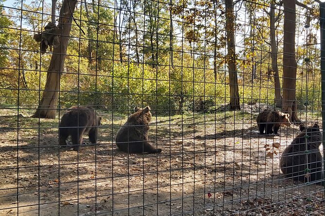 Bear Sanctuary Zarnesti,Bran Castle,Rasnov Fortres w/Hotel pickup - What the Price Really Means