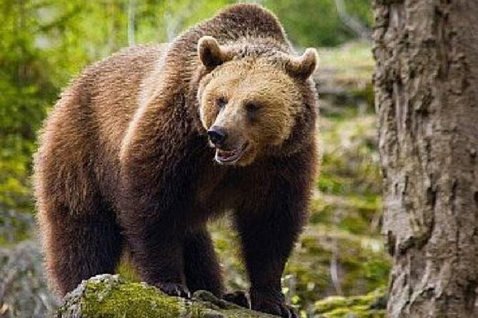 Bear Sanctuary Zarnesti,Bran Castle,Rasnov Fortres w/Hotel pickup - Bran Castle: Gothic Walls and Dracula’s Shadow
