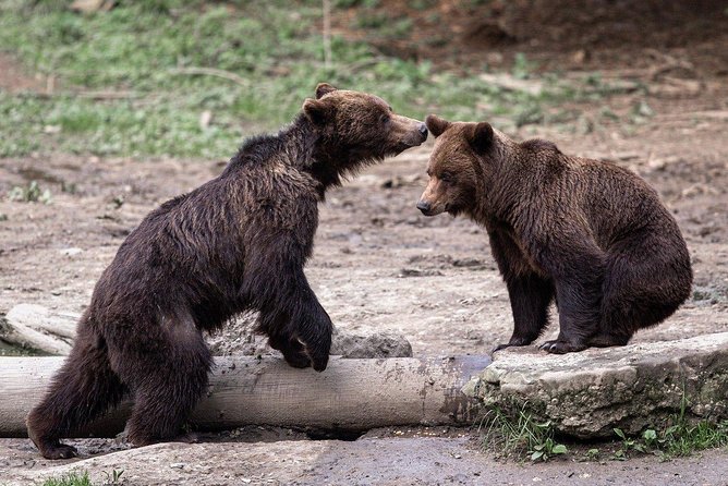 Bear watching experience near Brasov - Key points at a glance