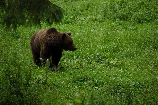 Bear watching experience near Brasov - Leaving Brasov for the Carpathian forest