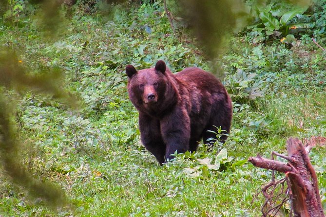 Bear watching experience near Brasov - Two hours of waiting in the bear hide