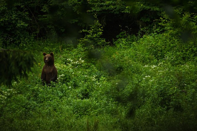 Bear watching experience near Brasov - What the guide and ranger add
