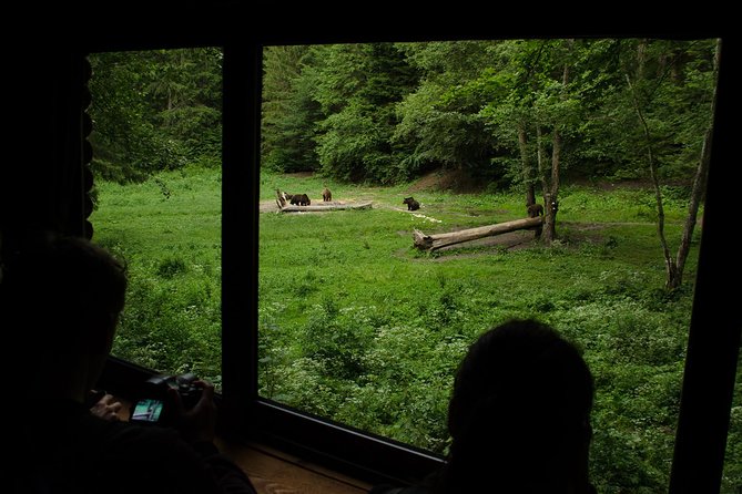 Bear watching experience near Brasov - Timing, group size, and practical comfort