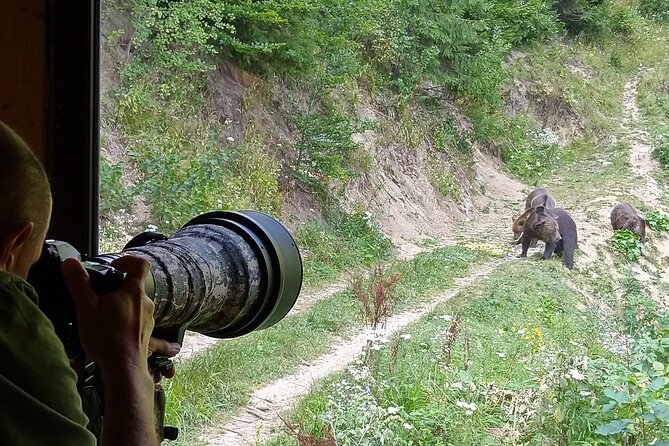 Bear watching experience near Brasov - The Piatra Craiului area and the final forest approach
