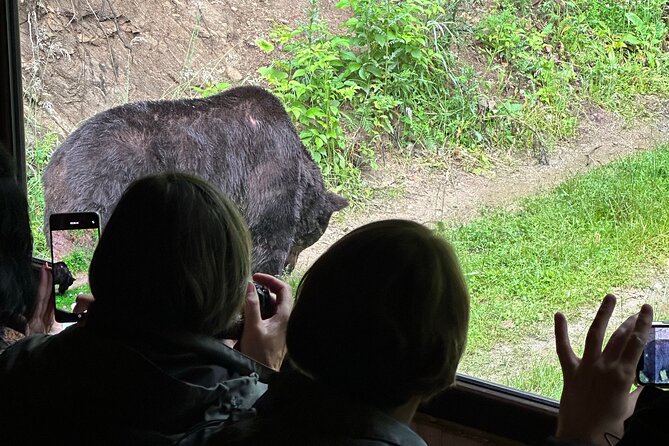 Bear Watching In Brasov: Observe Wild Bears From A Hideout (100%) - Key points to know before booking