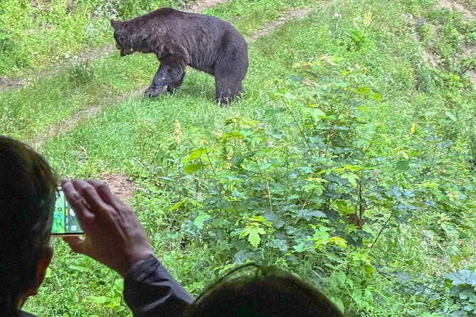 Bear Watching In Brasov: Observe Wild Bears From A Hideout (100%) - From central Brasov to a Transylvanian forest