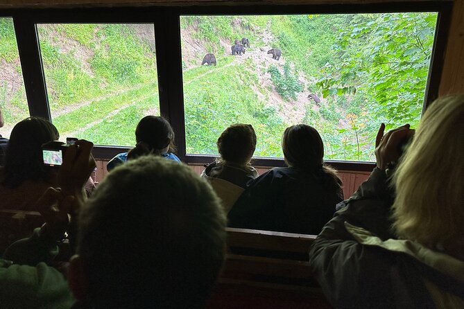 Bear Watching In Brasov: Observe Wild Bears From A Hideout (100%) - Feeding time can bring bears within minutes