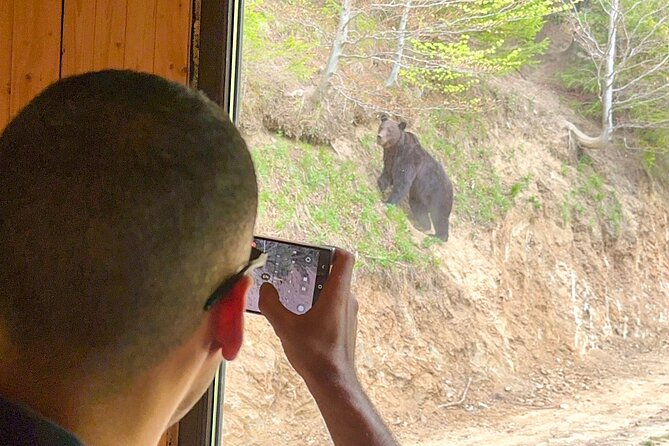 Bear Watching In Brasov: Observe Wild Bears From A Hideout (100%) - Why the hideout setting matters