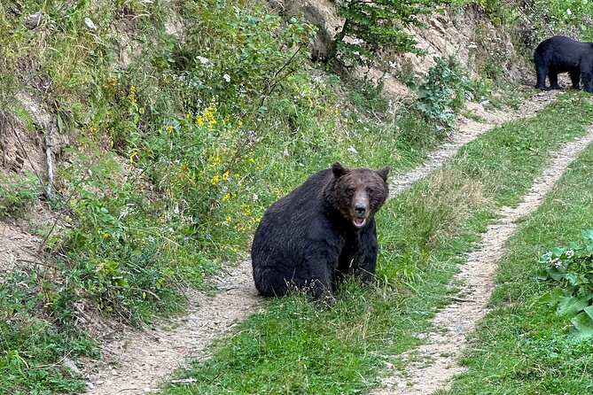 Bear Watching In Brasov: Observe Wild Bears From A Hideout (100%) - A four-hour schedule with built-in waiting time