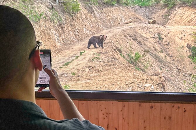 Bear Watching In Brasov: Observe Wild Bears From A Hideout (100%) - What the $98.78 price covers in practical terms
