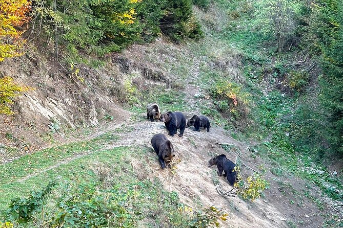 Bear Watching In Brasov: Observe Wild Bears From A Hideout (100%) - The guide and ranger make the difference