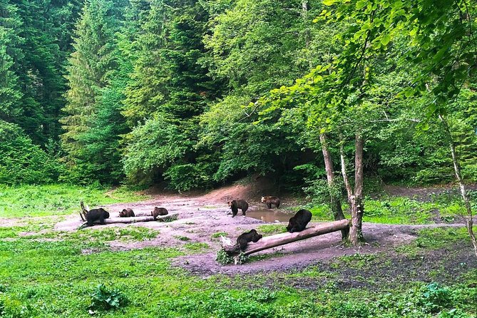 Bear Watching in The Wild from Brasov (100 %) - Why this bear outing feels different