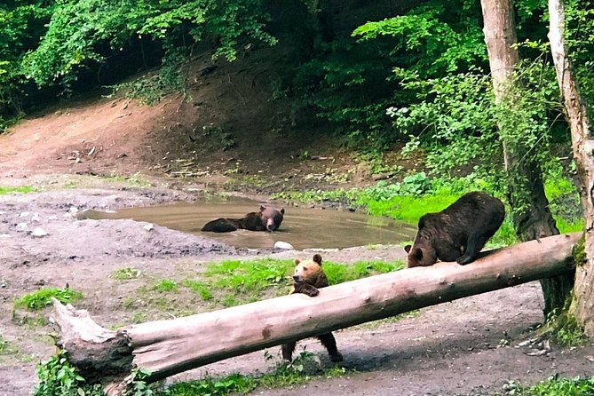 Bear Watching in The Wild from Brasov (100 %) - The 4:00 p.m. pickup from Brasov