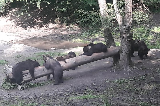 Bear Watching in The Wild from Brasov (100 %) - What bear behavior you may learn about