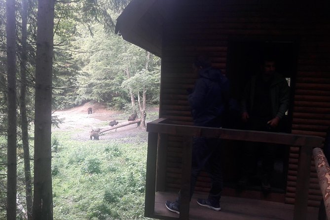 Bear Watching in The Wild from Brasov (100 %) - The shelter has one real summer drawback
