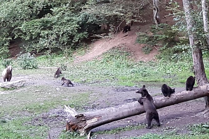 Bear Watching in The Wild from Brasov (100 %) - Is the $120.47 price fair?