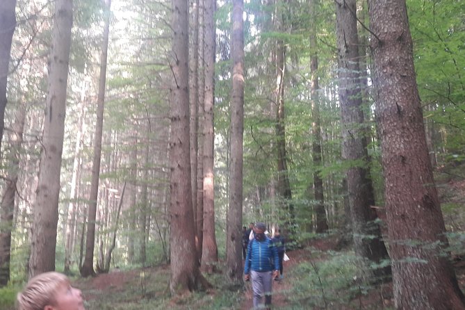 Bear Watching in The Wild from Brasov (100 %) - How safe is a close bear sighting?