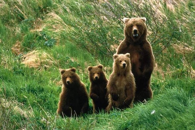 Bear Watching in The Wild from Brasov (100 %) - About two hours at the forest observatory