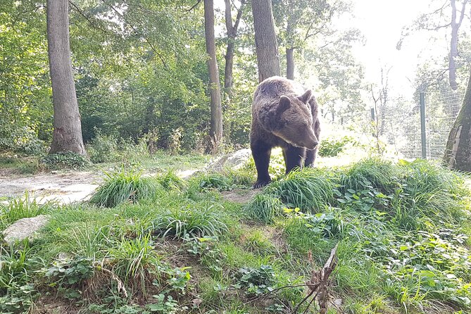 Bears Sanctuary, Dracula Castle and Brasov City - Full Day Trip from Bucharest - Two hours with rescued bears at Libearty