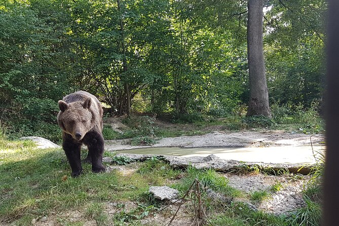 Bears Sanctuary, Dracula Castle and Brasov City - Full Day Trip from Bucharest - Who should book this experience?