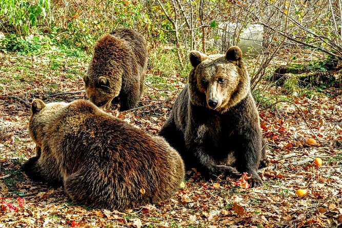 Bears Sanctuary, Dracula's Castle and Brașov City - Private Tour - Entering Bran Castle, Romania’s Dracula landmark