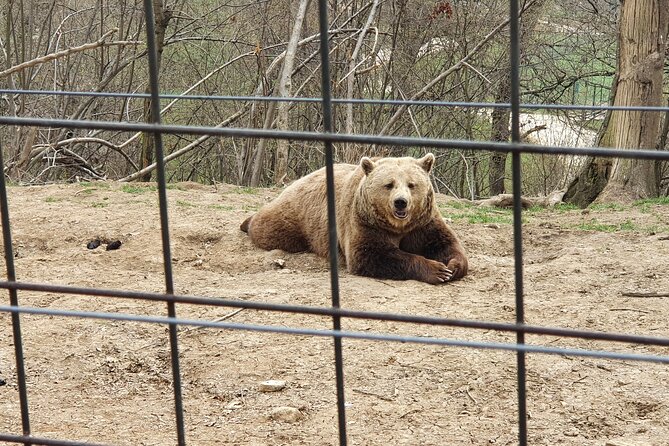 Bears Sanctuary, Dracula's Castle, Brasov Day Trip Private Tour from Bucharest - Brasov’s historical center: a welcome change of pace
