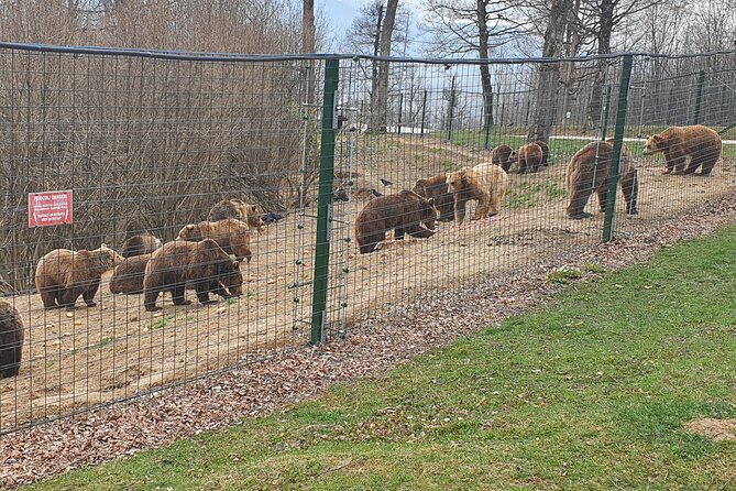 Bears Sanctuary, Dracula's Castle, Brasov Day Trip Private Tour from Bucharest - Who should book this tour