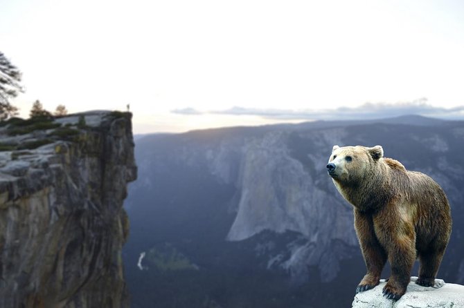 Bears Sanctuary, Dracula's Castle, Brasov Day Trip Private Tour from Bucharest - Libearty Bear Sanctuary: the most moving stop