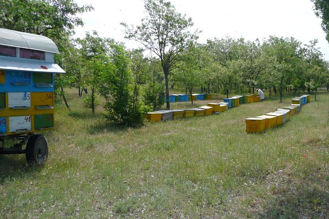 Bees Adventure in Romania - Private Day Trip from Bucharest - The Private Format and Who Will Enjoy It