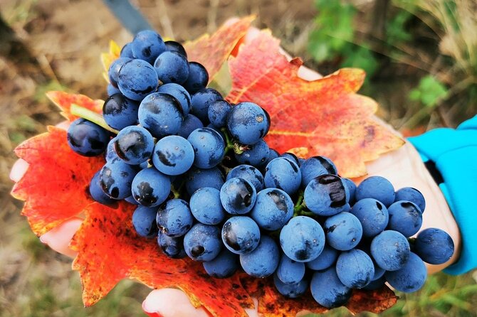 Bike & Wine tour in Dealu Mare wineland - Key Details Before You Book
