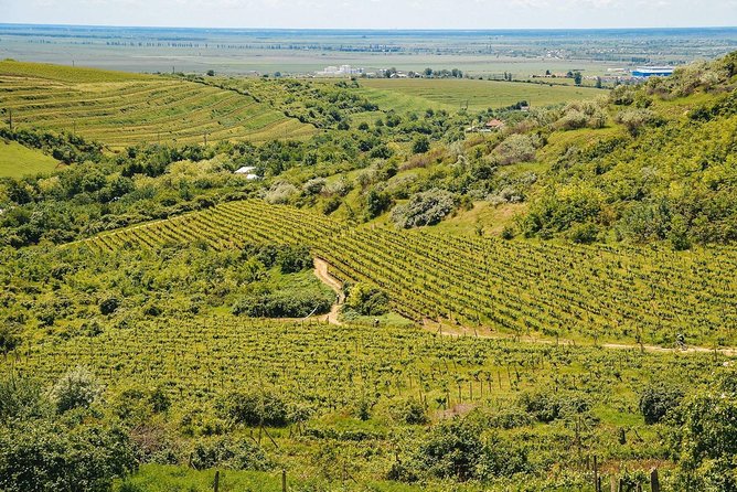 Bike & Wine tour in Dealu Mare wineland - Cycling Through Romania’s Dealu Mare Wine Country