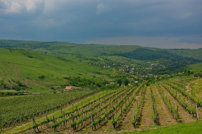 Bike & Wine tour in Dealu Mare wineland - Who Will Enjoy This Day Most
