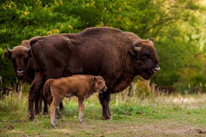 Bison Sanctuary, Vlad the Impaler Princely Court & Dracula Grave - Why this unusual day trip works