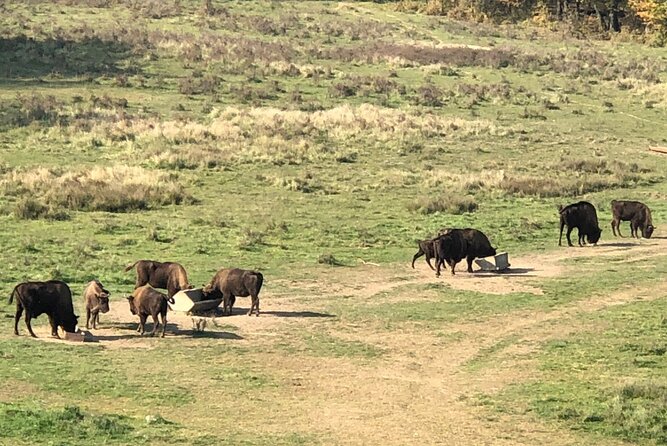 Bison Sanctuary, Vlad the Impaler Princely Court & Dracula Grave - What the price includes, and what it does not