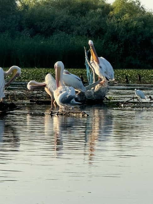 Boat Trip to Caraorman Forest – Danube Delta (6–7 hours) - Cabluata Lake, swans, pelicans, and a local fishing canal